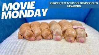 Gingers Teacup Goldendoodles Newborn [upl. by Serena]