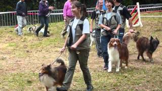 Démonstration canine à la foire aux haricots dArpajon le 1792011 [upl. by Haleemaj310]