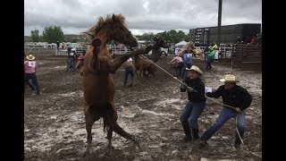 Wild Horse Racing In The MUD  2018 Miles City Bucking Horse Sale  1st Race [upl. by Kcirdneh]