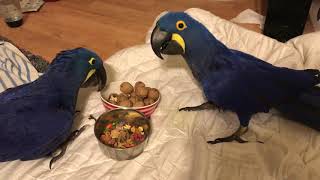 Parrots Sharing food Hyacinth macaw [upl. by Anilag]