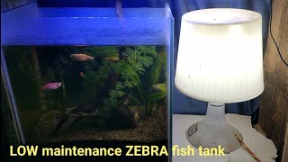 LOW maintenance ZEBRA fish tank zebrafish lowmaintenancetank zebrafishtankmates plantedtank [upl. by Aidyl]