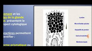 UE2 Histologie Digestiveبالعربية  4 Histologie de lestomac [upl. by Aihsek]