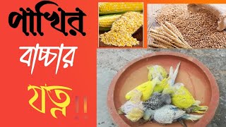 বাজরিগার পাখির বাচ্চার যত্ন। Bajrigar pakhir baccar jotno [upl. by Weirick]