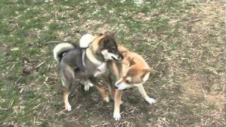 Shikoku Ken  Shikoku Inu play [upl. by Jedlicka]