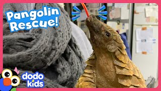 Scaly Baby Pangolin LOVES Piggyback Rides  Dodo Kids  Rescued [upl. by Drarig827]