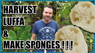 Harvest Luffa loofah and Make Sponges [upl. by Ahsiat]