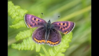 Violet Copper  Blauschillender Feuerfalter  Cuivre de la bistorte  Lycaena helle 2m20 [upl. by Naahs]