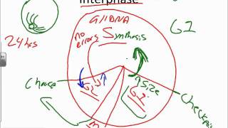 Mitosis and DNA Replication Basicswmv [upl. by Shep]