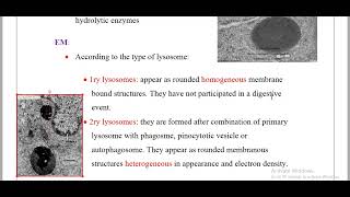 lysosomeamp Peroxisomes Histology [upl. by Dawn]