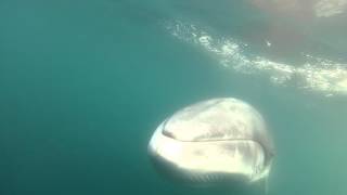 Curious Antarctic minke whale [upl. by Malilliw]