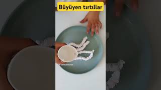 Büyüyen tırtıllar 🐛 [upl. by Arehs]