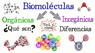 🌐Biomoléculas Orgánicas e Inorgánicas💫 Fácil y Rápido  QUÍMICA  BIOLOGÍA [upl. by Nilyac]