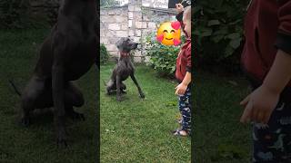 Youngest weimaraner dog trainer in the world [upl. by Ettenot]