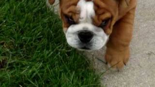 12 week old Male English Bulldog Puppy [upl. by Soren]