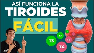 GLANDULA TIROIDES ✅ HORMONAS Y FUNCIONES Fácil [upl. by Roid]