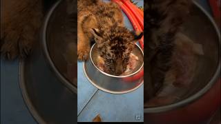 🐯🐯🐯Wow Open hungry tigercubs tiger tigercubs cute baby zoo fyp adorable foryou kitty [upl. by Giraldo]