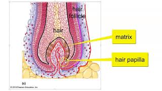 Hair Hair follicle and Nail Structure [upl. by Corley543]