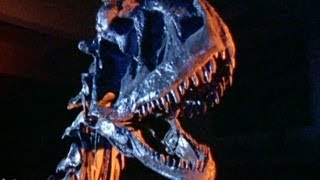 Completed Dinosaur Fossils Revealed [upl. by Staten]