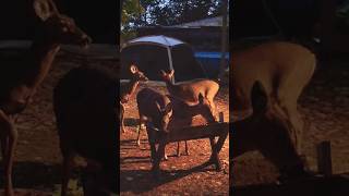 Whitetail deer deer shorts shortsvideo [upl. by Kavanaugh614]