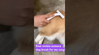 My corgi Grooming Real Review for aumuca dog brush aumuca petcare aumucadogbrush dogs doglover [upl. by Annim885]