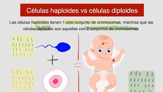 Células HAPLOIDES y DIPLOIDES [upl. by Sualokin488]