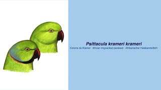 Video Encyclopedia of Parrot Species  166 Psittacula krameri krameri [upl. by Ivens]