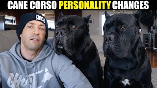 Cane Corso Suddenly Aggressive  Personality Change By Age [upl. by Azne]