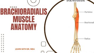 Brachioradialis Muscle Anatomy  Muscle Anatomy Lecture [upl. by Astra]