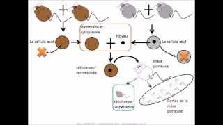 SVT  cours Localisation de linformation génétique [upl. by Laidlaw]