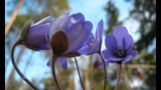 Blåsippa  Hepatica  Liverleaf [upl. by Malley695]