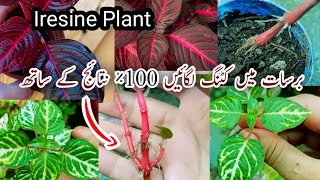 How To Grow Iresine Plant From Cutting In Soil And WateraalHow To Grow Plants In October [upl. by Natasha836]