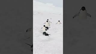 Adelie penguins waddling and tobogganing [upl. by Standice870]