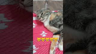 Si poleng lagi leyeh leyeh cat shortvideo [upl. by Sanjiv122]