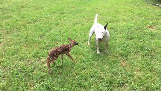 bull terrier target dog finds newborn fawn in our backyard so cute [upl. by Esdras]