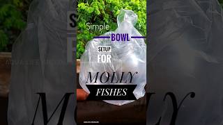 Simple bowl setup for molly fishes 2024 [upl. by Ellednahc]