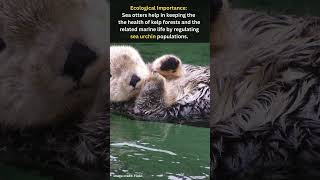 Sea Otter  Guardians of Coastal Ecosystems  Secrets of the Sea Otter  Marine Mammal 2024 [upl. by Stickney366]