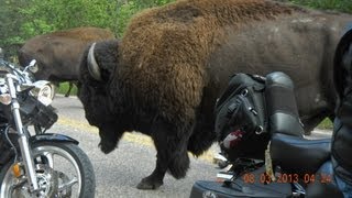 Bison Stampede at Custer State Park [upl. by Anoy200]