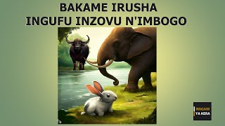 Bakame Irusha Ingufu Inzovu nImbogo [upl. by Lyrehs]