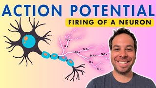 Action Potential  Firing of a Neuron  Depolarization [upl. by Evelinn203]