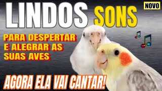 CALOPSITA CANTANDO ASSOBIOS E CANTOS [upl. by Johnny]