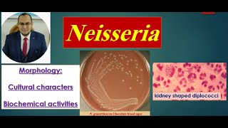 Neisseria 1 Morphology Culture Biochemical reactions quot Medical microbiology [upl. by Readus246]