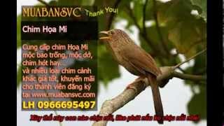 Chim Họa Mi Mái Xùy  web hoichimcanhcom [upl. by Alrick]