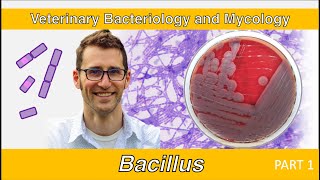 Bacillus Part 1  Veterinary Bacteriology and Mycology [upl. by Reece]