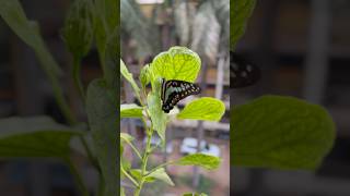 Beautiful Lemon butterfly on hibiscus plant  butterfly  shorts [upl. by Ohl]