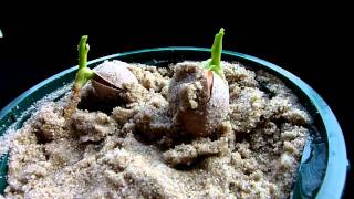 Ginkgo seed germination  3 [upl. by Otanutrof342]