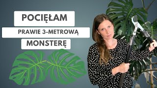 Pocięłam 3metrową Monsterę monstera monsteradeliciosa roślinydomowe [upl. by Sarah]