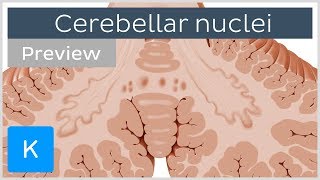 Cerebellar nuclei anatomy and functions preview  Human Neuroanatomy  Kenhub [upl. by Berhley219]