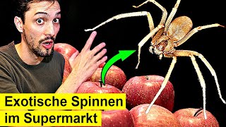 Giftige Spinnen aus dem Supermarkt  So gefährlich sind sie [upl. by Naus]