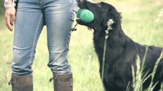 Eli  Flatcoated Retriever Super Slowmotion [upl. by Valdemar]