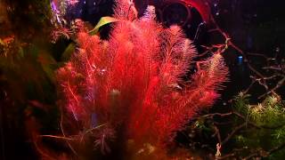 Rotala Wallichii How To Keep Rotala Turn Red Tips and Tricks [upl. by Mogerly157]